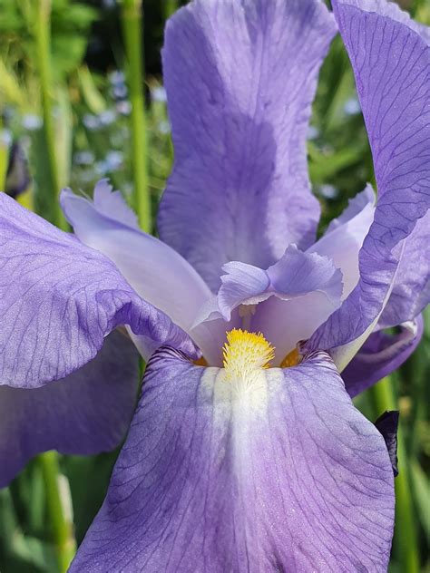 prada iris pallida|iris pallida plants.